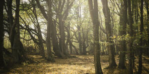 Wooded path in autumn