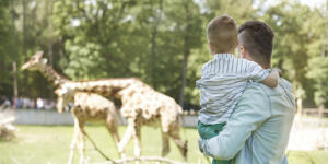 Dad holding son looking at giraffes
