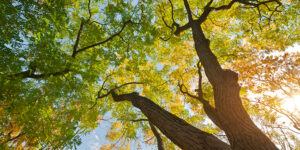 Fall tree canopy