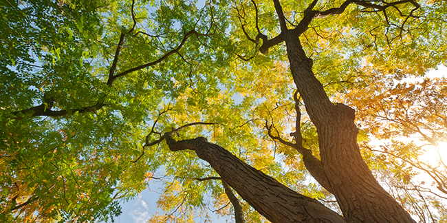 Fall tree canopy